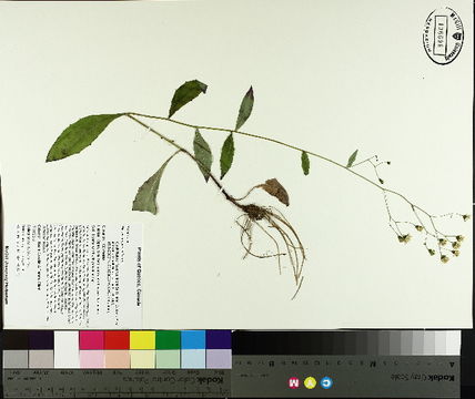 Image of Allegheny hawkweed