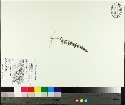 Image of American false pennyroyal