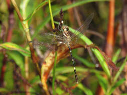 Image of Nannophlebia Selys 1878