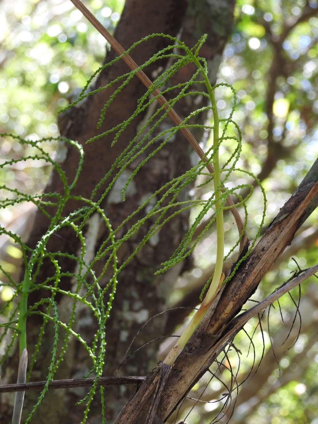 Image of Chamaedorea glaucifolia H. Wendl.