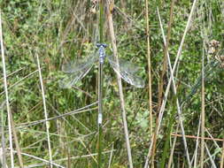 Image of Dark Spreadwing