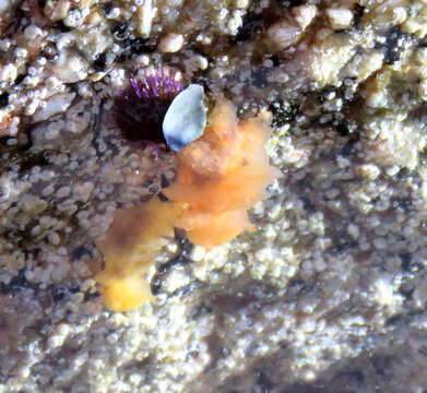 Image of Cowled nudibranch