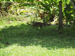 Image of Oriental Civet