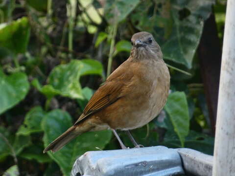 Image of Cocoa Thrush