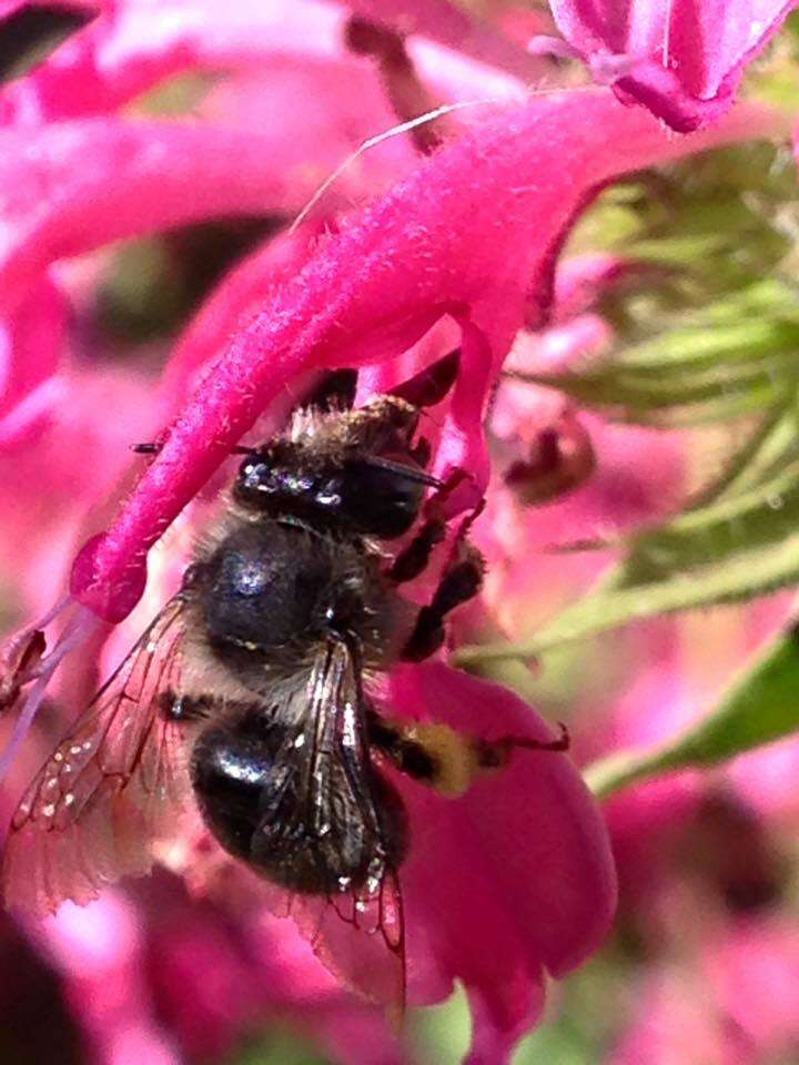 Image of Anthophora terminalis Cresson 1869