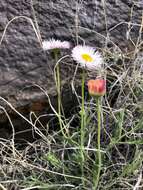 Erigeron tracyi Greene resmi