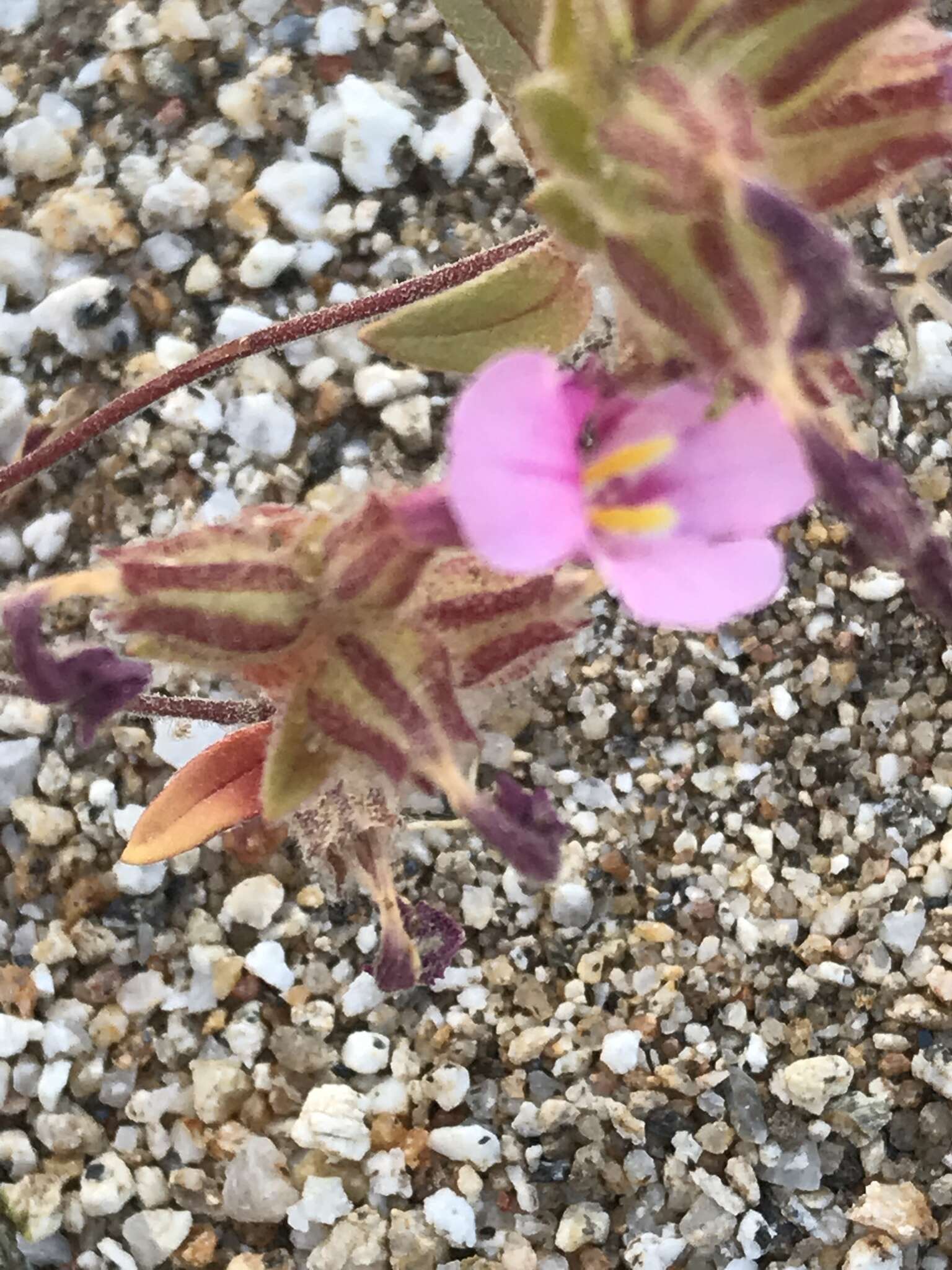 Image of Fremont's monkeyflower