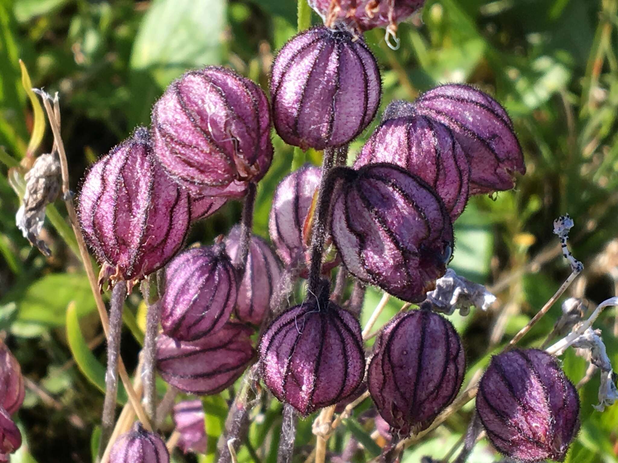 Image de Silene uralensis (Ruprecht) Bocquet