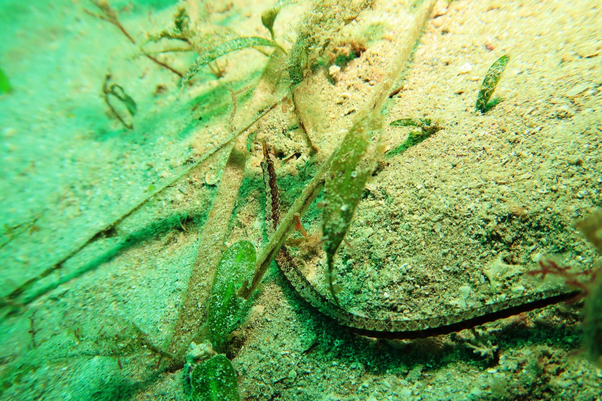 Image of Mother-of-pearl pipefish