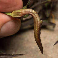 Image of Watson's dutchman's pipe