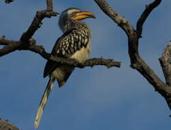 Image of Southern Yellow-billed Hornbill