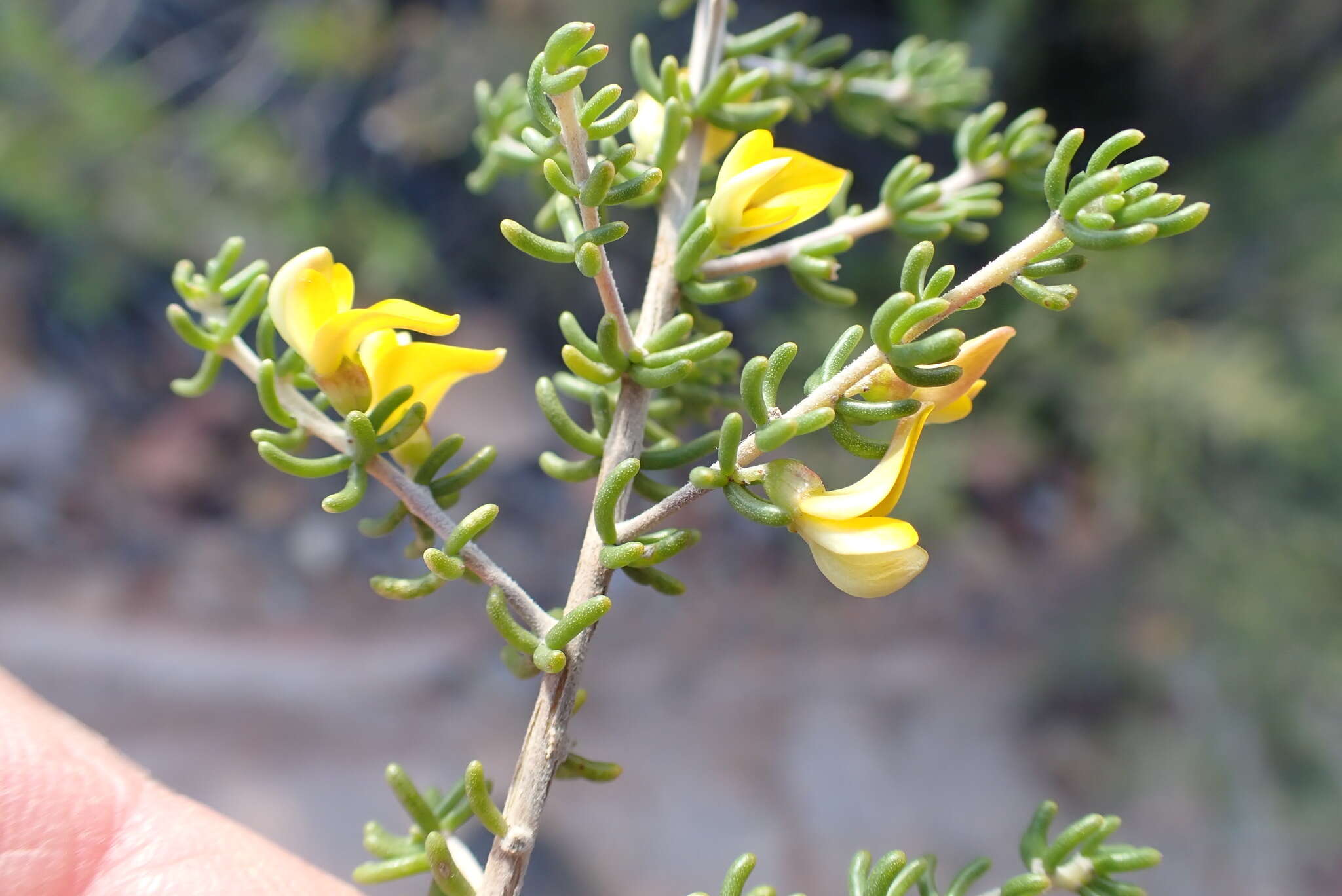 Imagem de Aspalathus lactea subsp. adelphea R. Dahlgren