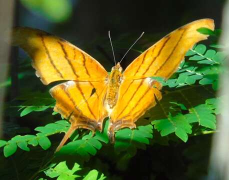 Image of Ruddy Daggerwing