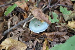 Image of Stropharia aeruginosa (Curtis) Quél. 1872