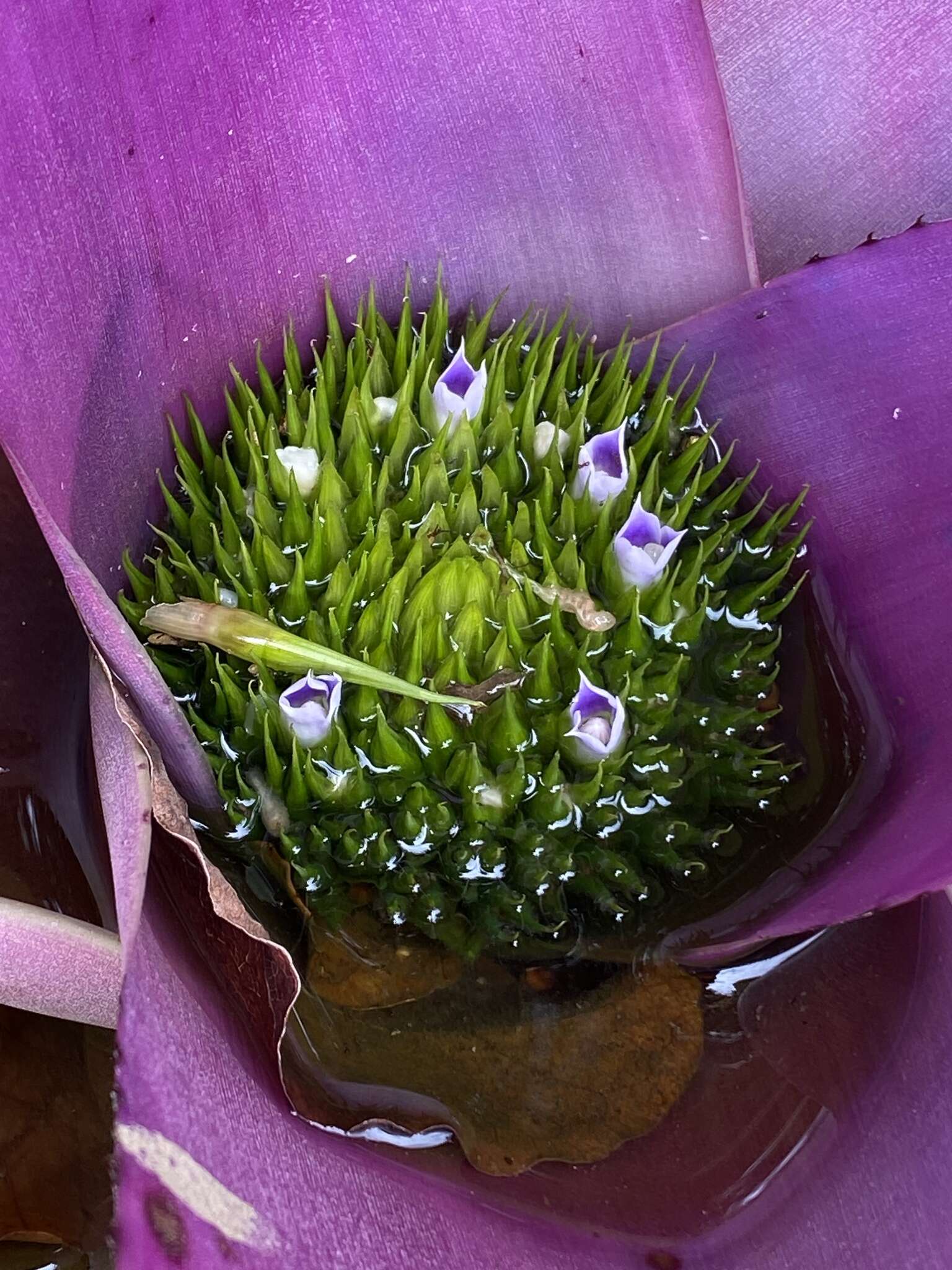 Image of Neoregelia concentrica (Vell.) L. B. Sm.