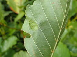 Image of Taphrina sadebeckii Johanson 1886