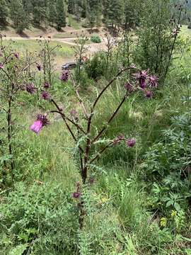 Image of Sacramento Mountain thistle