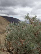 Image of scabland sagebrush