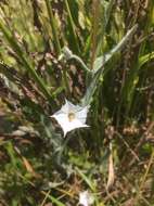 Image of Field bindweed