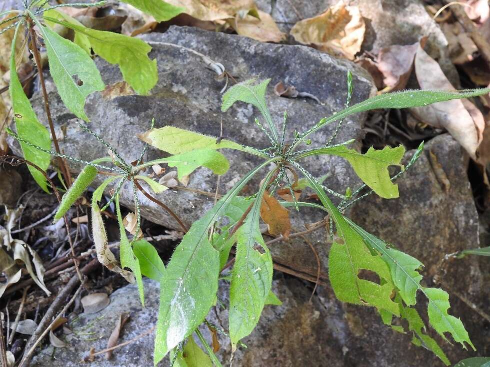 Elytraria imbricata (Vahl) Pers. resmi