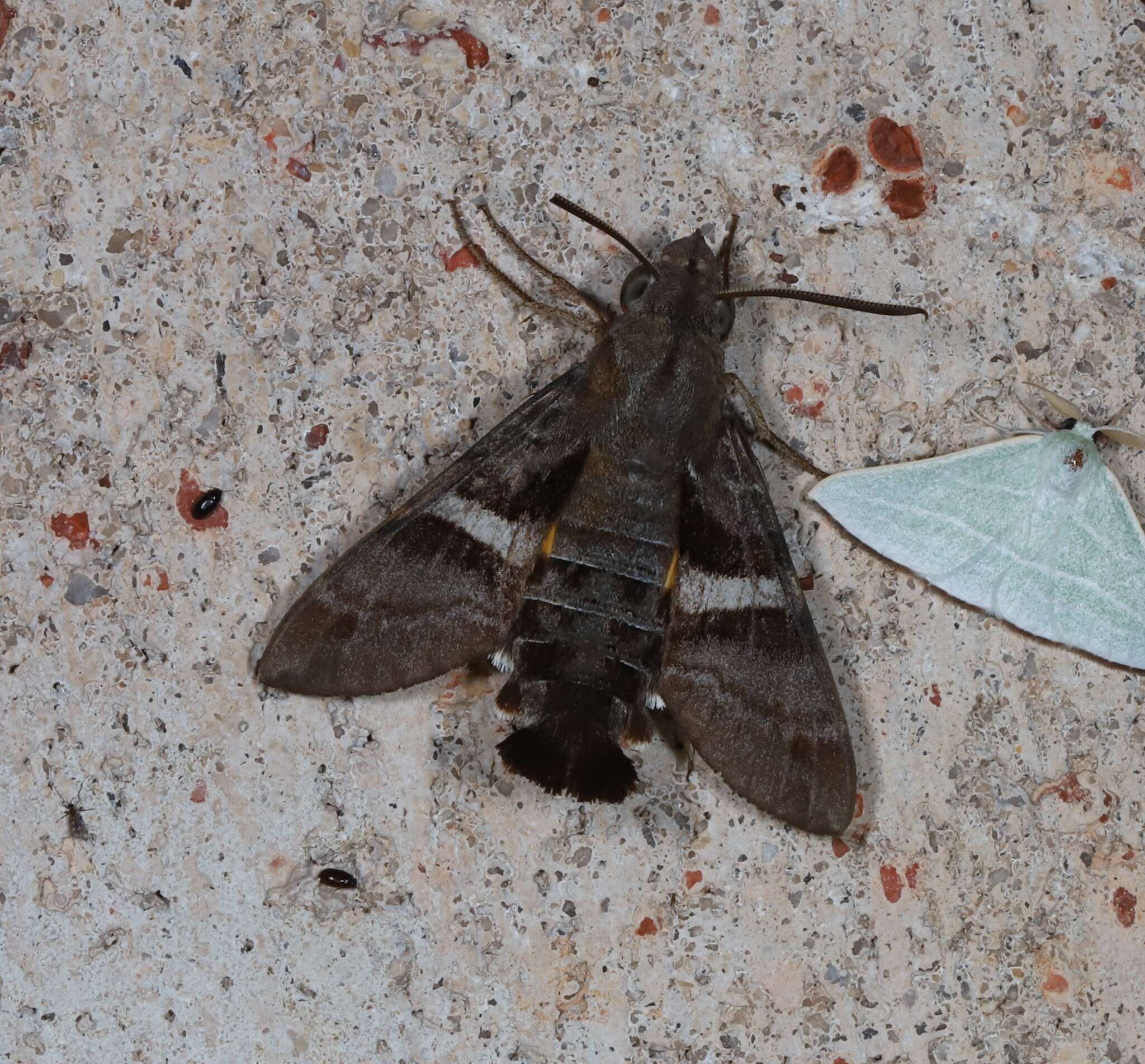 Image of Macroglossum errans