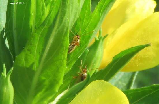 Imagem de Adelphocoris suturalis (Jakovlev 1882)