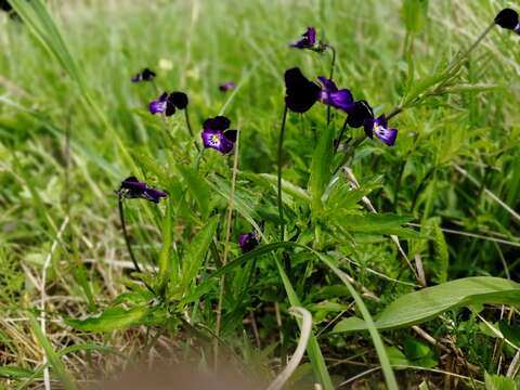 Image of Viola disjuncta W. Becker