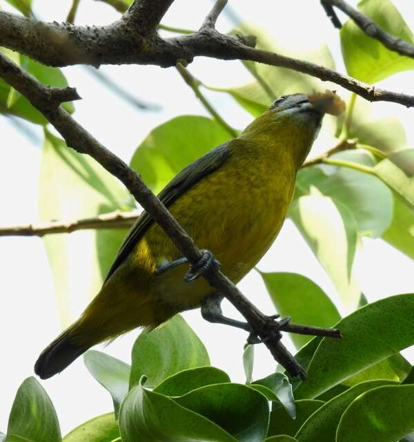 Euphonia chrysopasta Sclater, PL & Salvin 1869的圖片