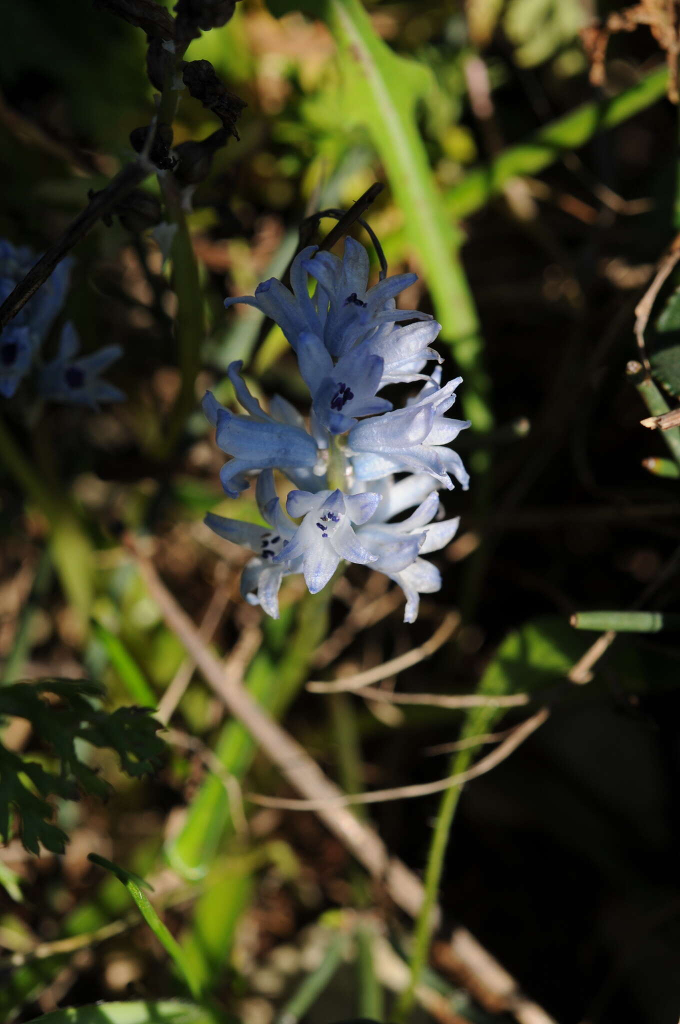 Image of Bellevalia hyacinthoides (Bertol.) K. Perss. & Wendelbo