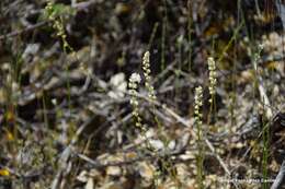 Image of Sesamoides purpurascens (L.) G. López González