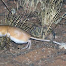 Image of Lesser Egyptian Gerbil