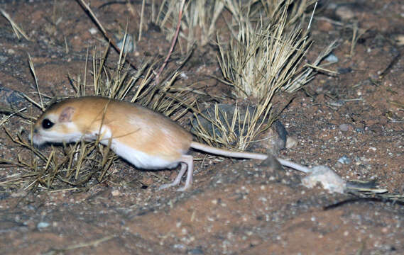 Image of Lesser Egyptian Gerbil