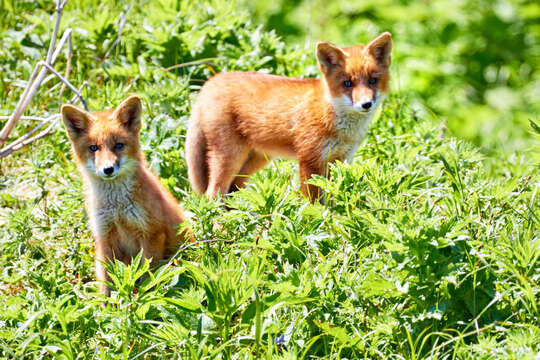 Image of Vulpes vulpes splendidissima Kishida 1924