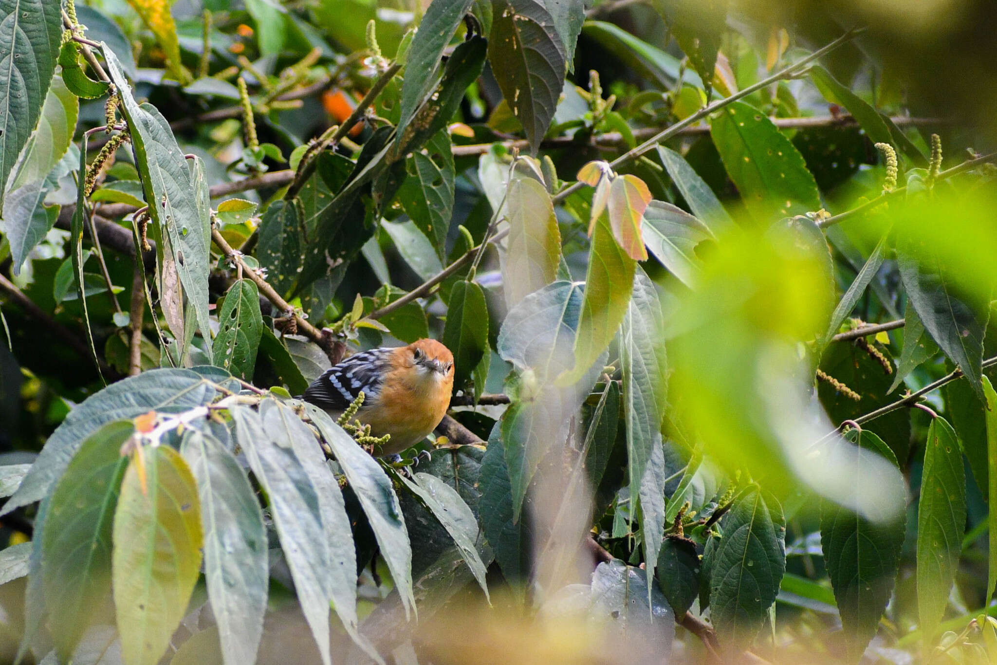 Image of Pacific Antwren