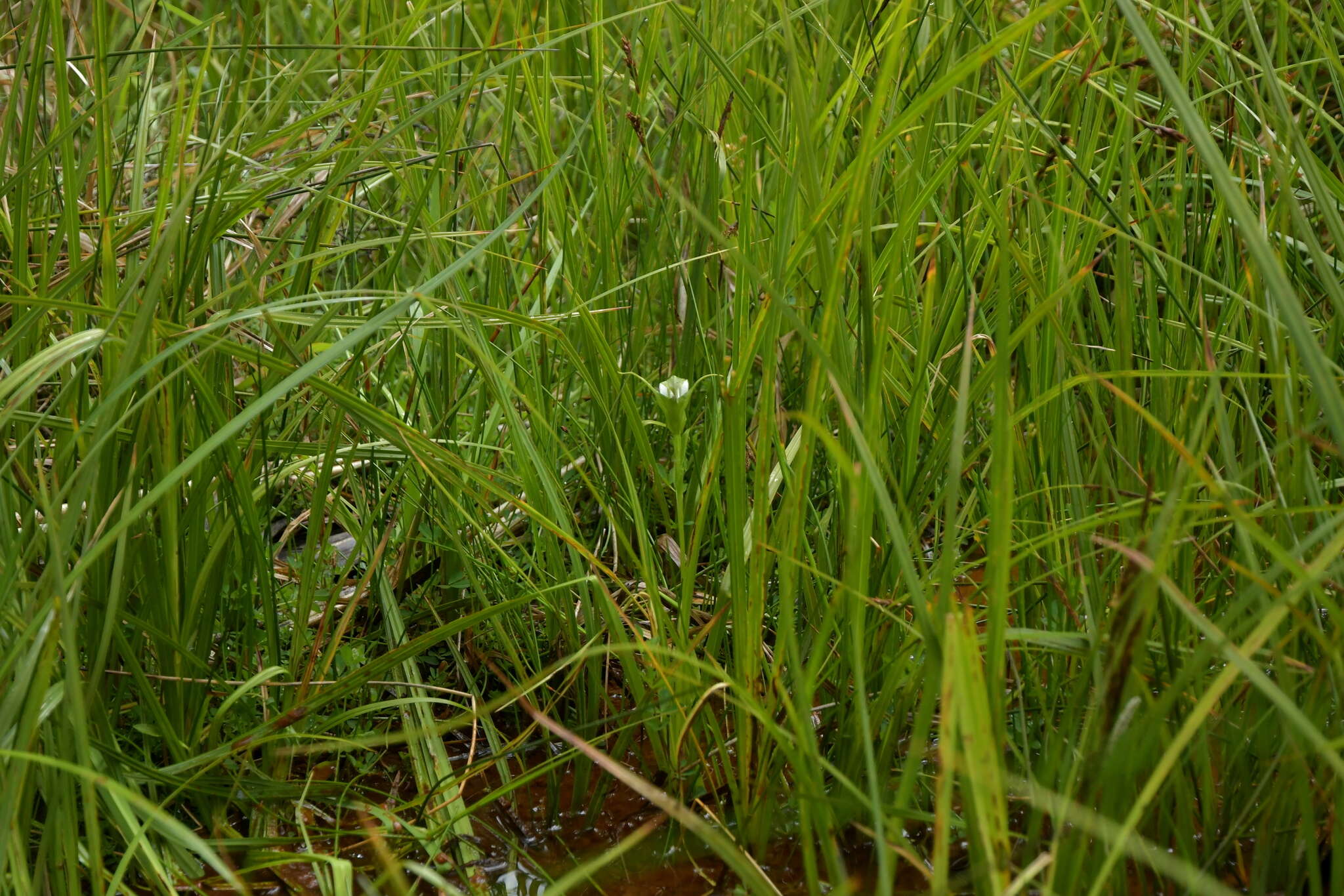 Image of Pterostylis micromega Hook. fil.