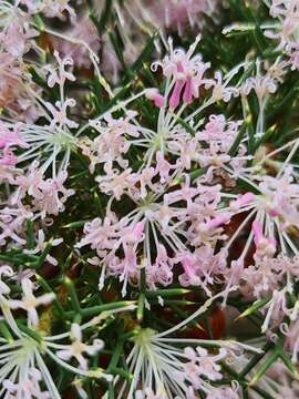 Image of Hakea lissocarpha R. Br.