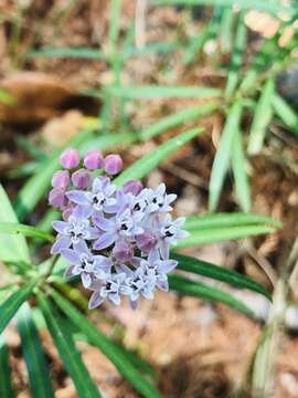 Asclepias angustifolia Schweig.的圖片