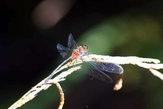 Image of Nesogonia Kirby 1898