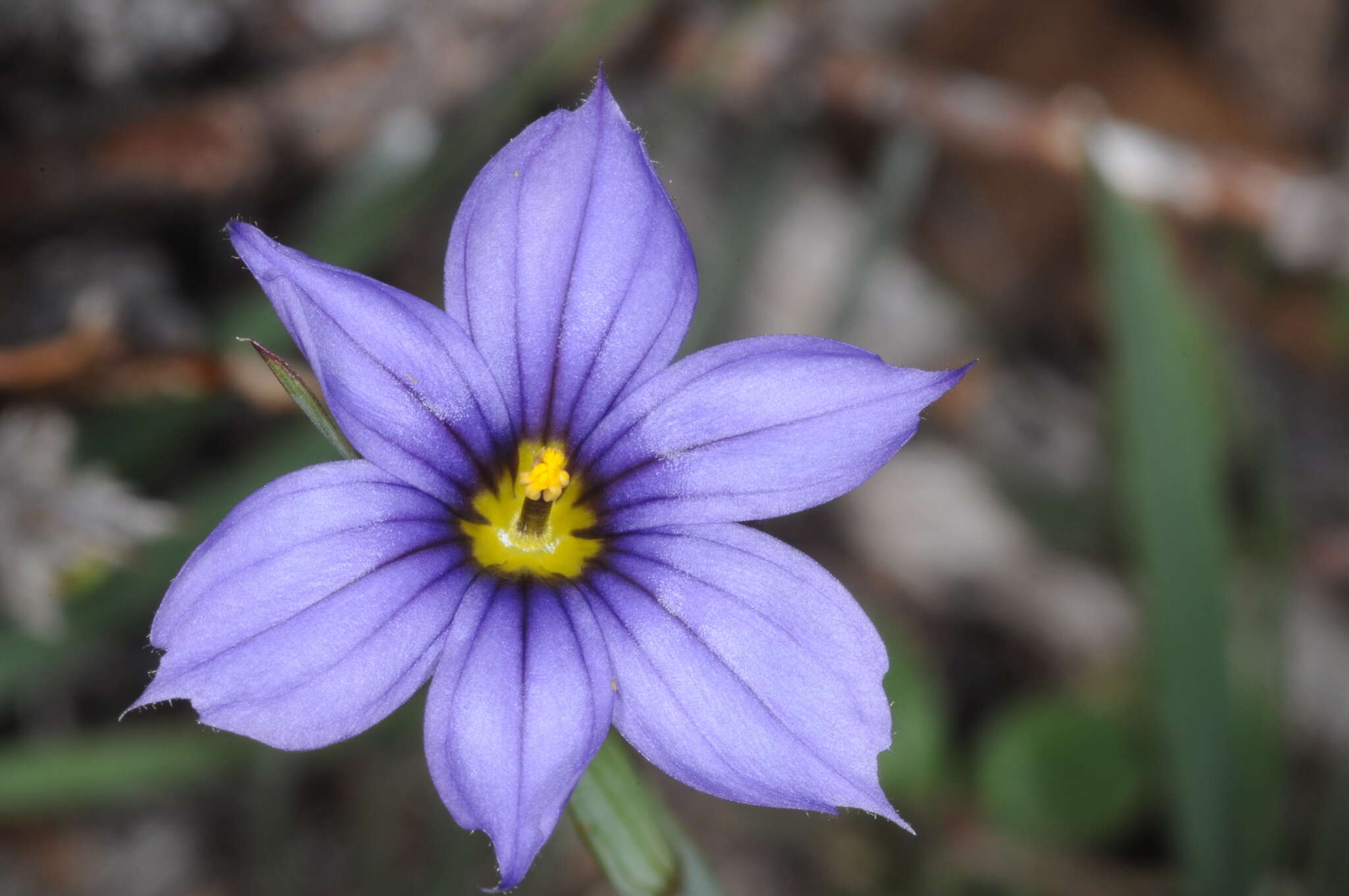 Image of swordleaf blue-eyed grass