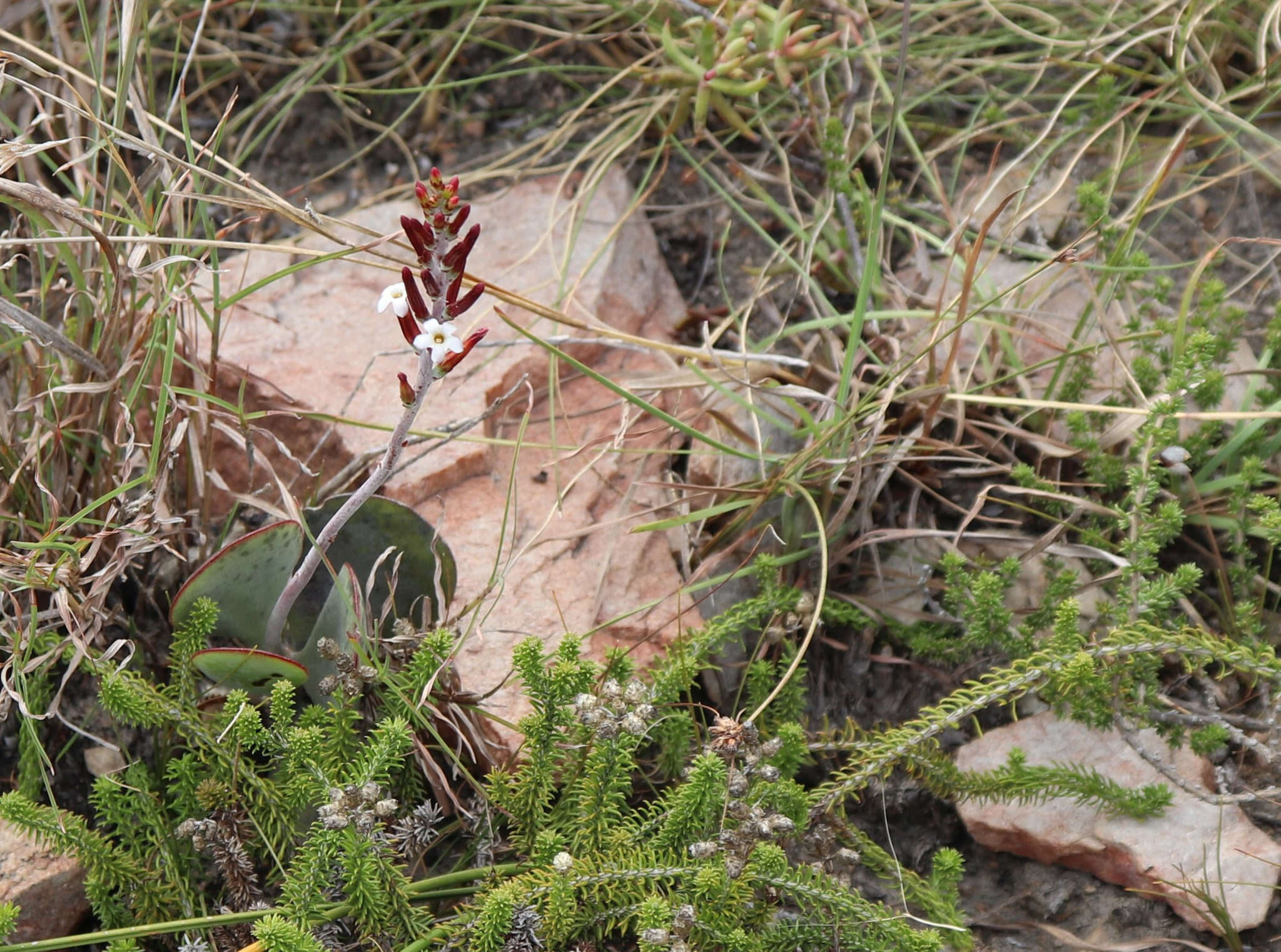 Image of Adromischus sphenophyllus C. A. Smith