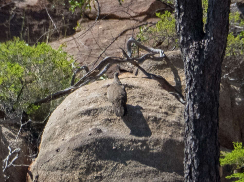 Image of Chestnut-quilled Rock Pigeon