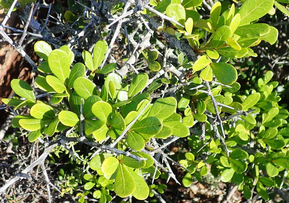 Image of Searsia pterota (C. Presl) Moffett