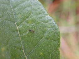 Image of Pheidole metallescens Emery 1895