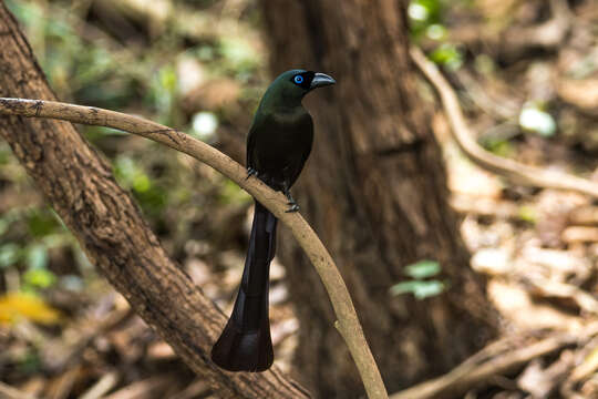 Image of Treepie