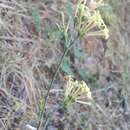 Image of Asperula aristata subsp. scabra Nyman