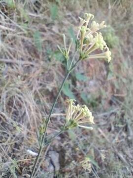 Image of Asperula aristata subsp. scabra Nyman