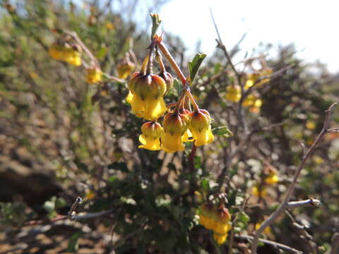 Image of Hermannia desertorum Eckl. & Zeyh.