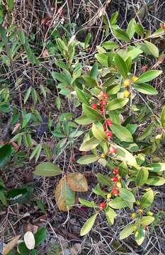 Image of Eugenia punicifolia (Kunth) DC.