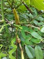 Image of Aristolochia bonettiana