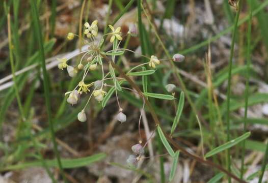 Image of Small-Flower Stinkweed